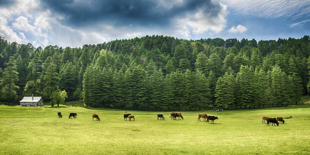 Dalhousie